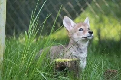 Coyote Sponsorship