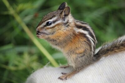 Chipmunk / Squirrel Sponsorship