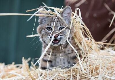 Sponsor a Bobcat