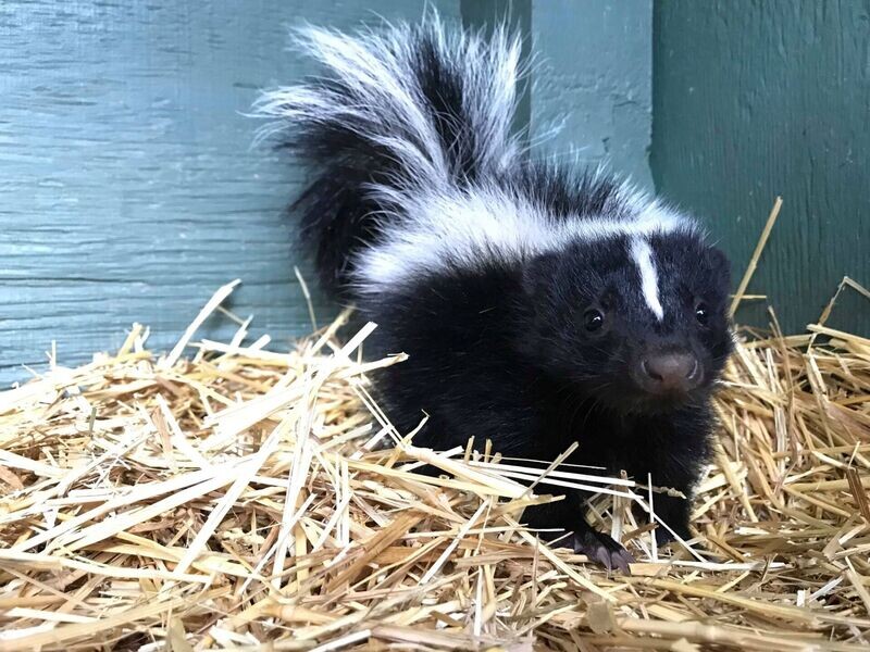Skunk Sponsorship