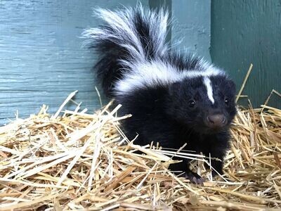 Skunk Sponsorship