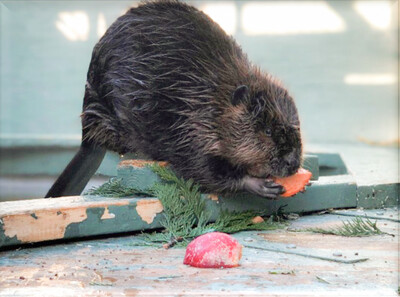 Sponsor a Beaver