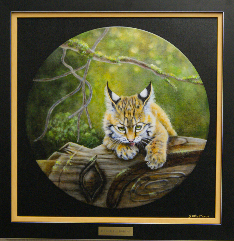 Enhanced Frame Print of Tucker the Bobcat
