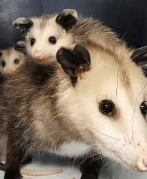 Opossum Sponsorship