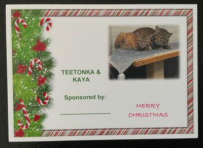 Christmas Sponsorships 2024