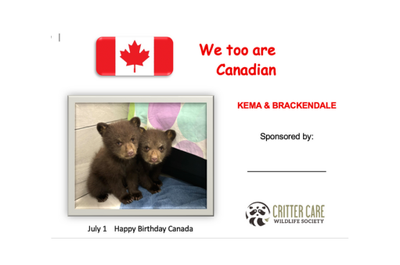 Sponsor a Bear for Canada Day