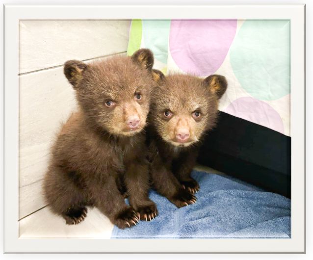 Black Bear Cubs Sponsorship