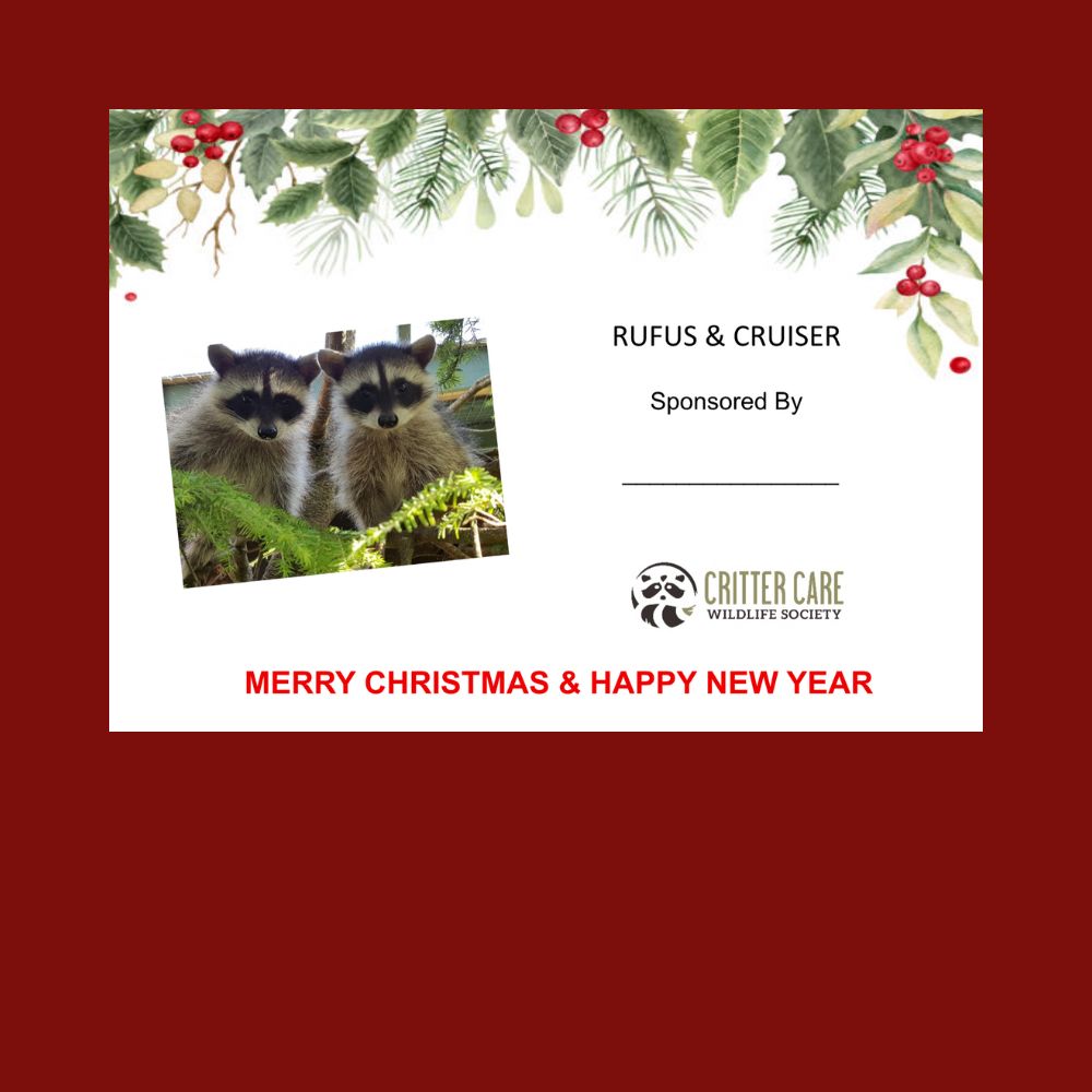 Rufus and Cruiser Sponsorship