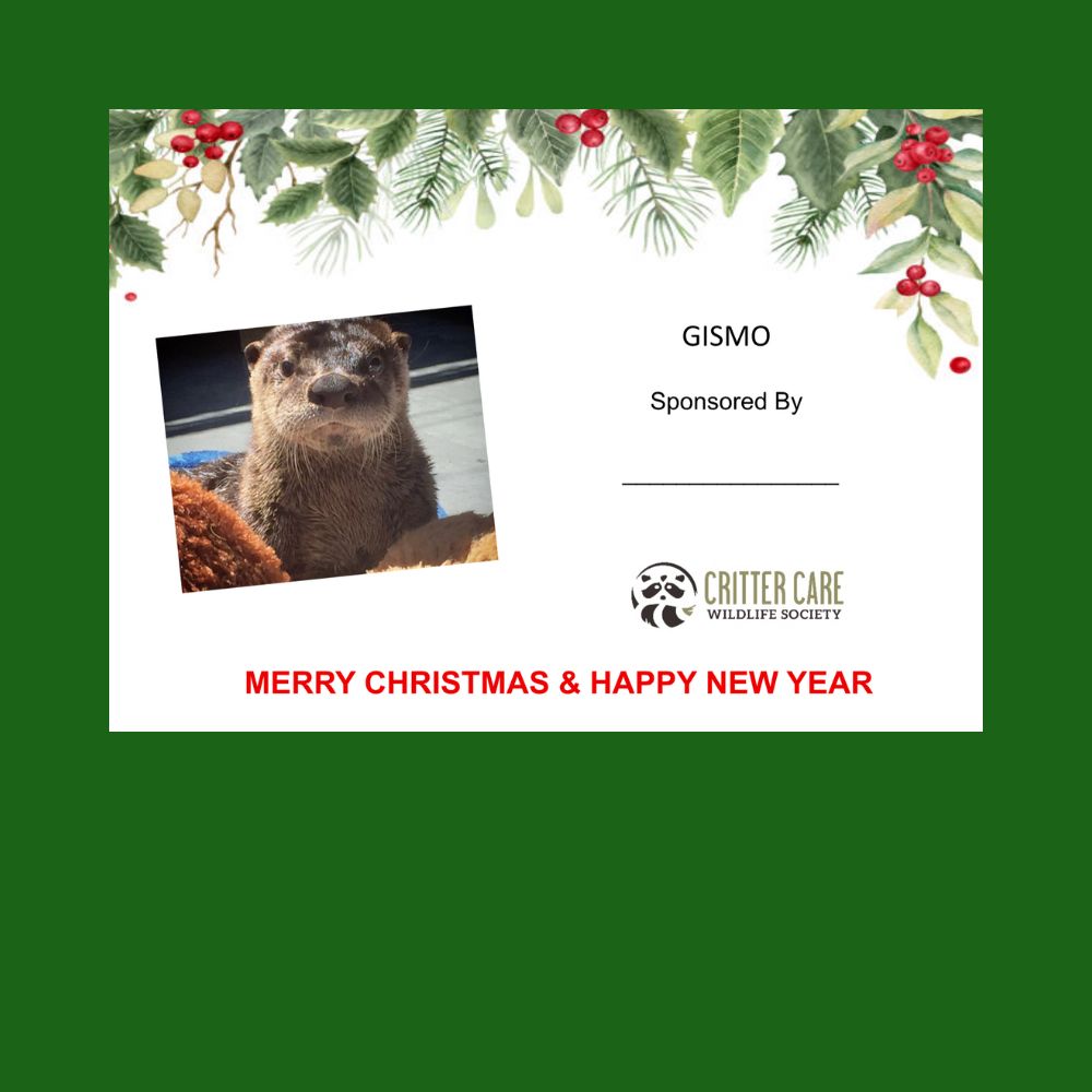 Gismo Sponsorship