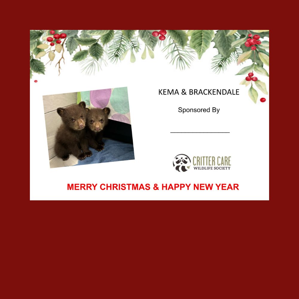 Kema and Brakendale Sponsorship