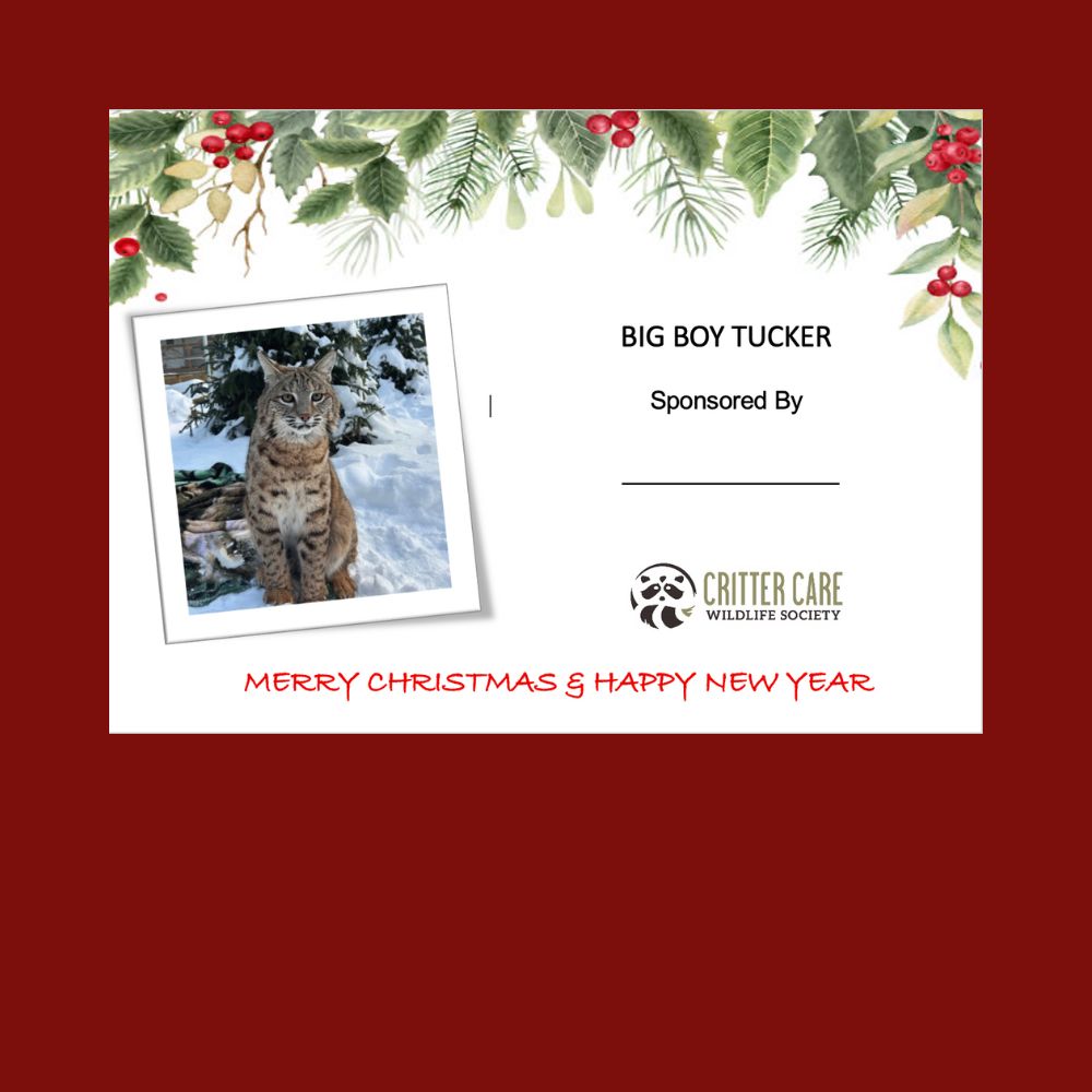 Big Boy Tucker Sponsorship