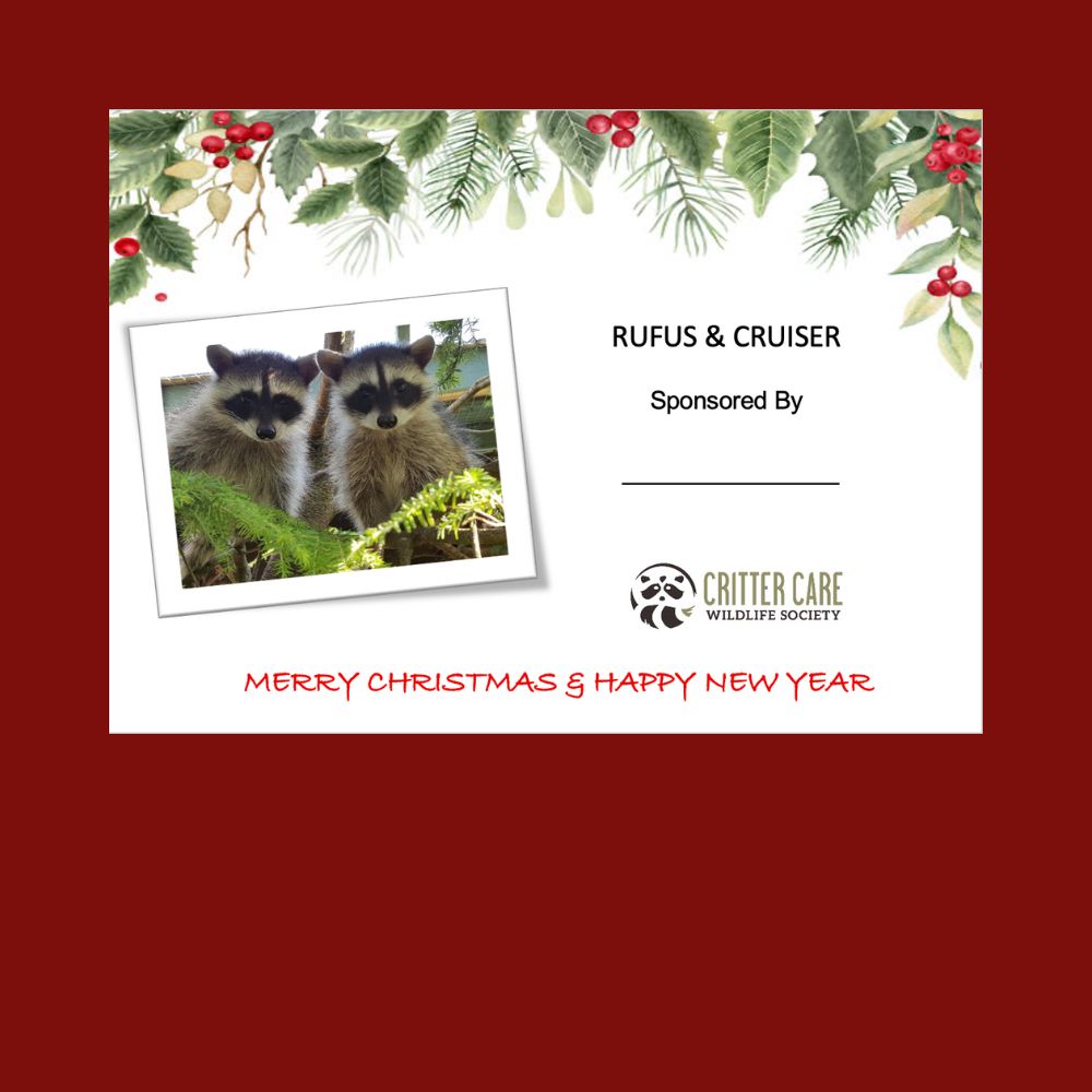 Rufus and Cruiser Sponsorship