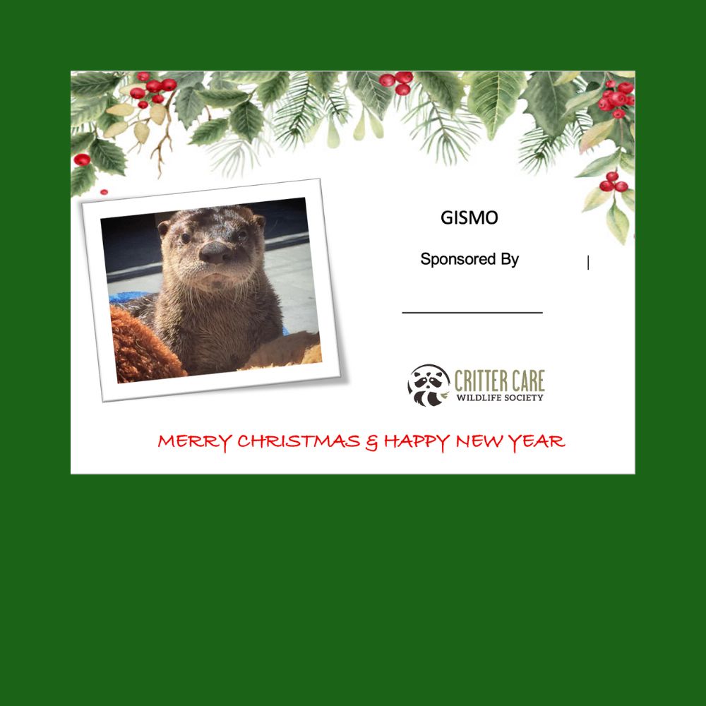 Gismo Sponsorship