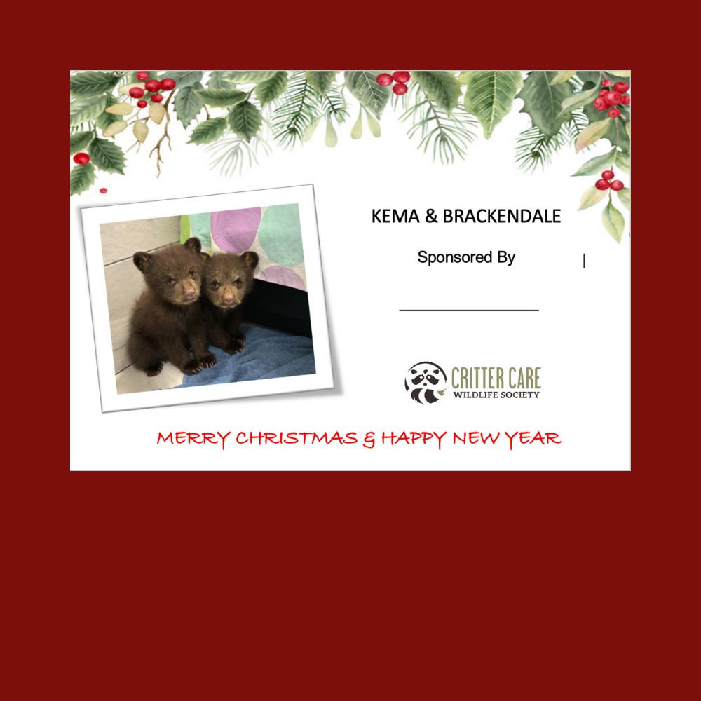 Kema and Brakendale Sponsorship