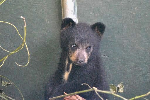 Black Bear Cubs Sponsorship
