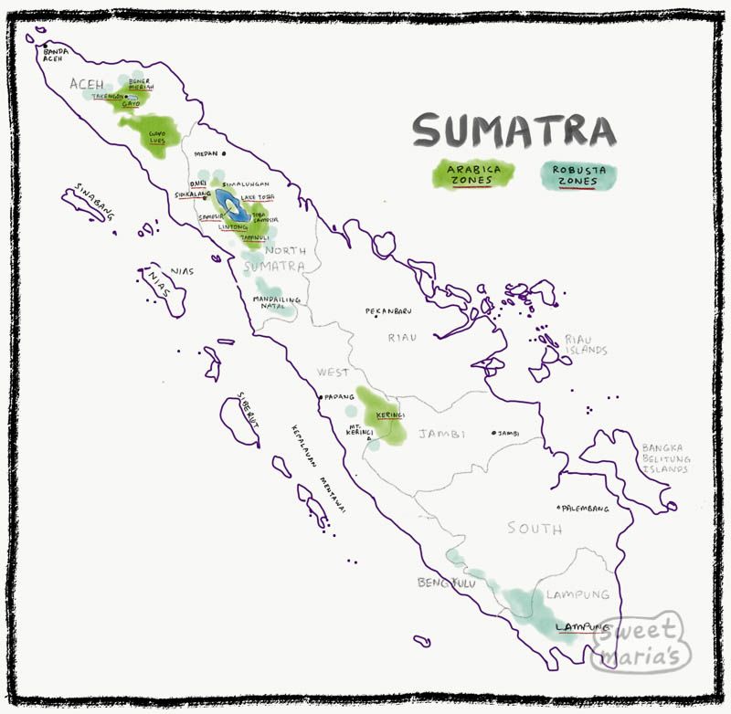 Sumatra Wet Hulled Kerinci Pendekar
