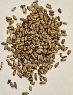 Milk Thistle