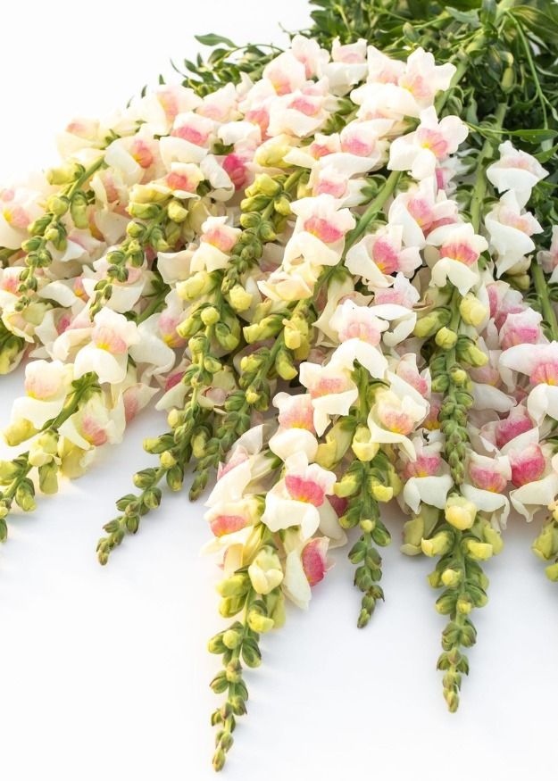 Snapdragon Maryland Apple Blossom