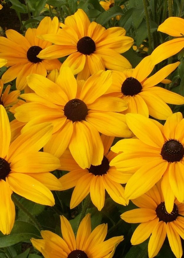 Rudbeckia Indian Summer