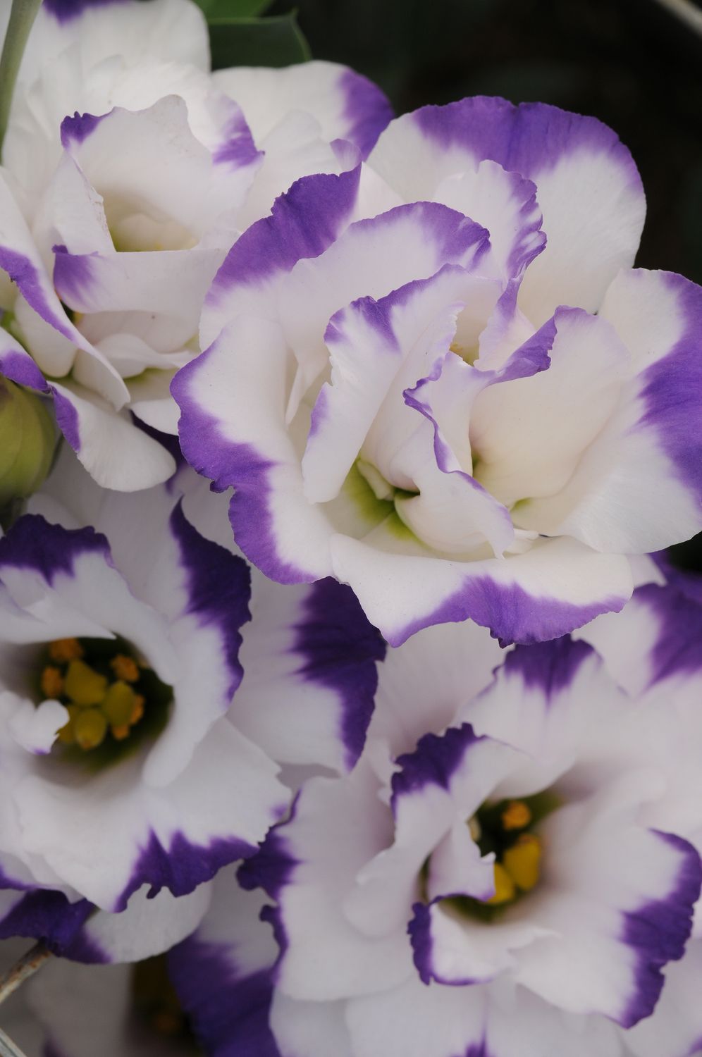 Lisianthus ABC 2 Blue Rim 36