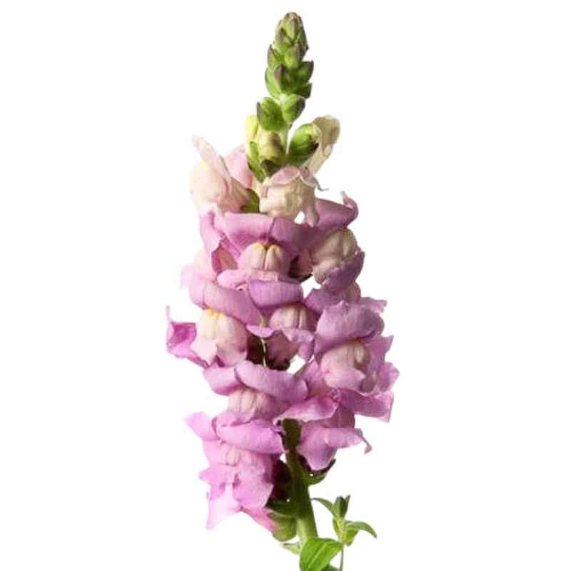 Snapdragon Maryland Lavender