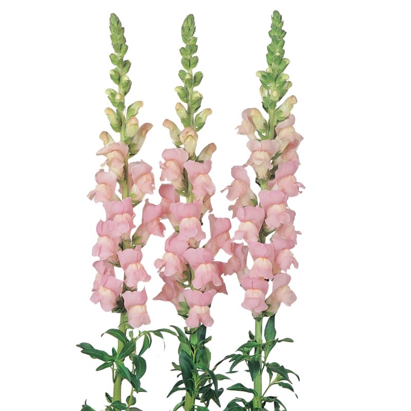 Snapdragon Maryland Shell Pink
