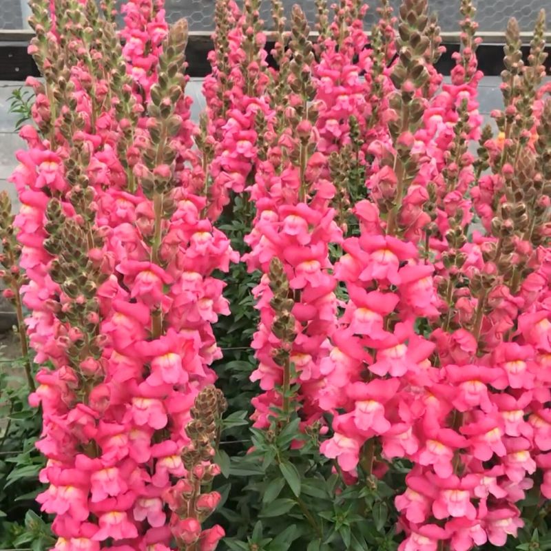 Snapdragon Maryland Rose