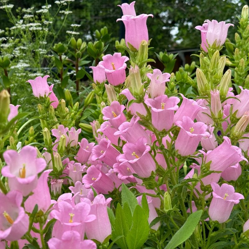 Campanula Champion II Pink