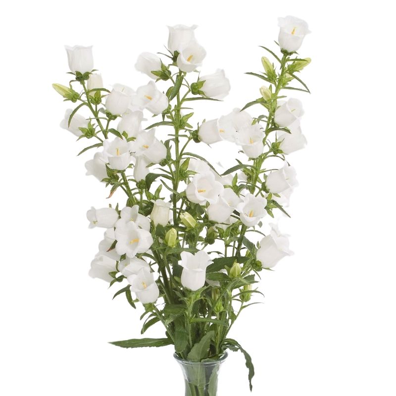 Campanula Champion II White