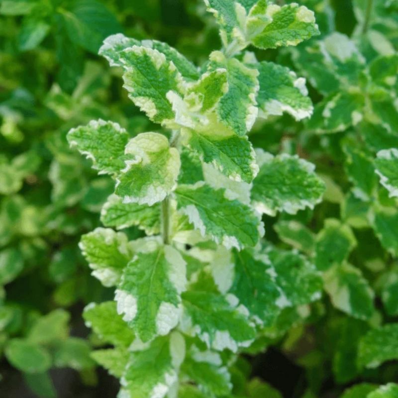 Pineapple Variegated Mint