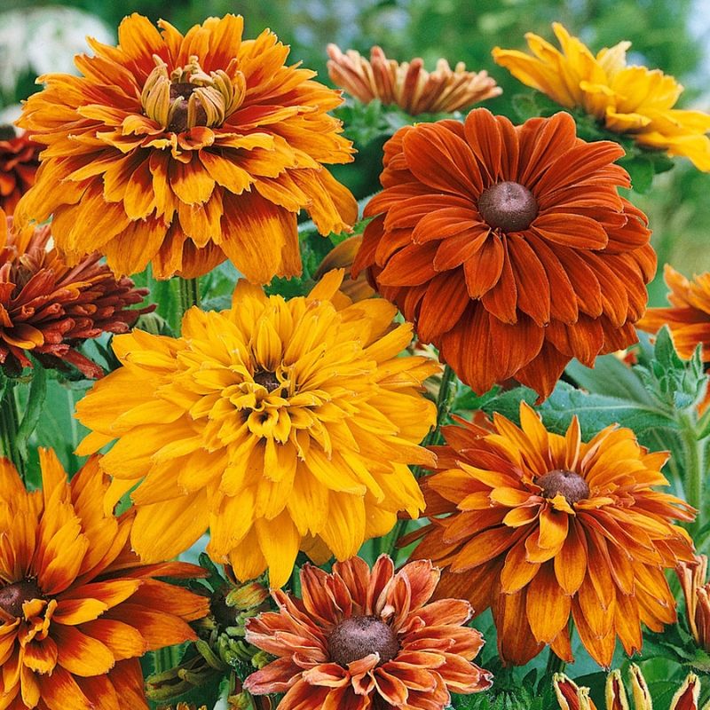 Rudbeckia Cherokee Sunset