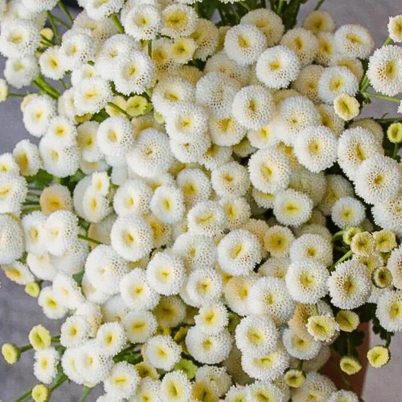 Feverfew Vegmo Snowball Extra