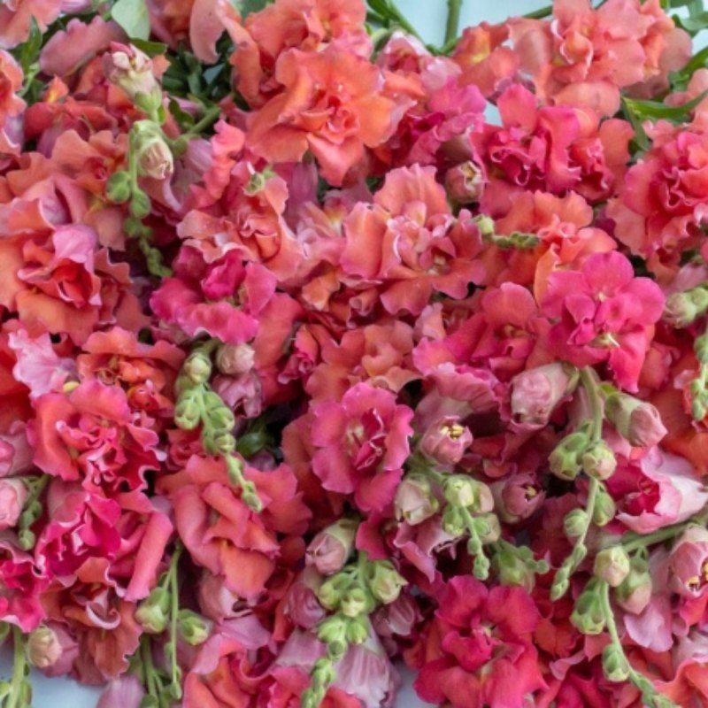 Snapdragon Madame Butterfly Cherry Bronze