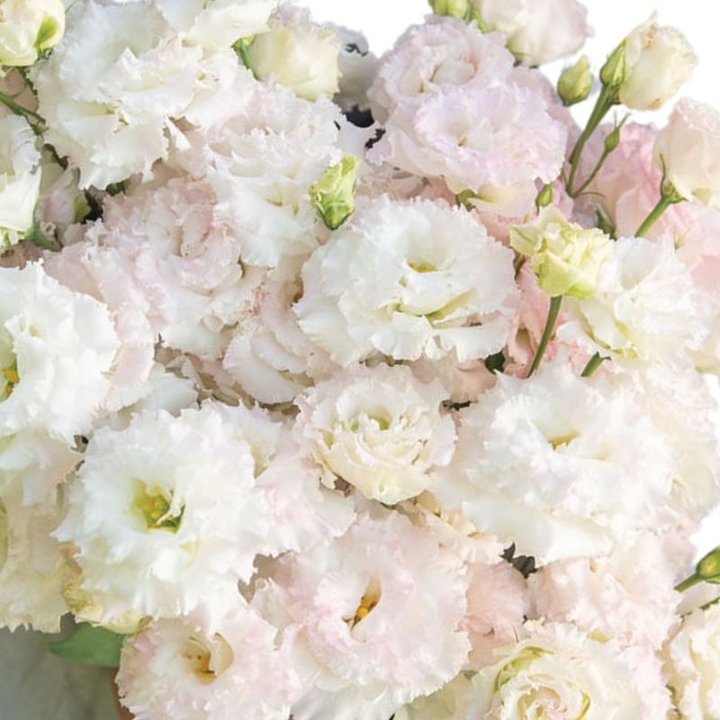 Lisianthus Voyage 2 First Love 36
