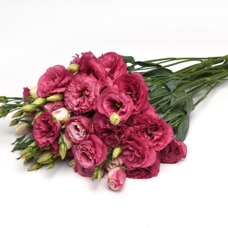 Lisianthus Can Can Carmine Rose 36
