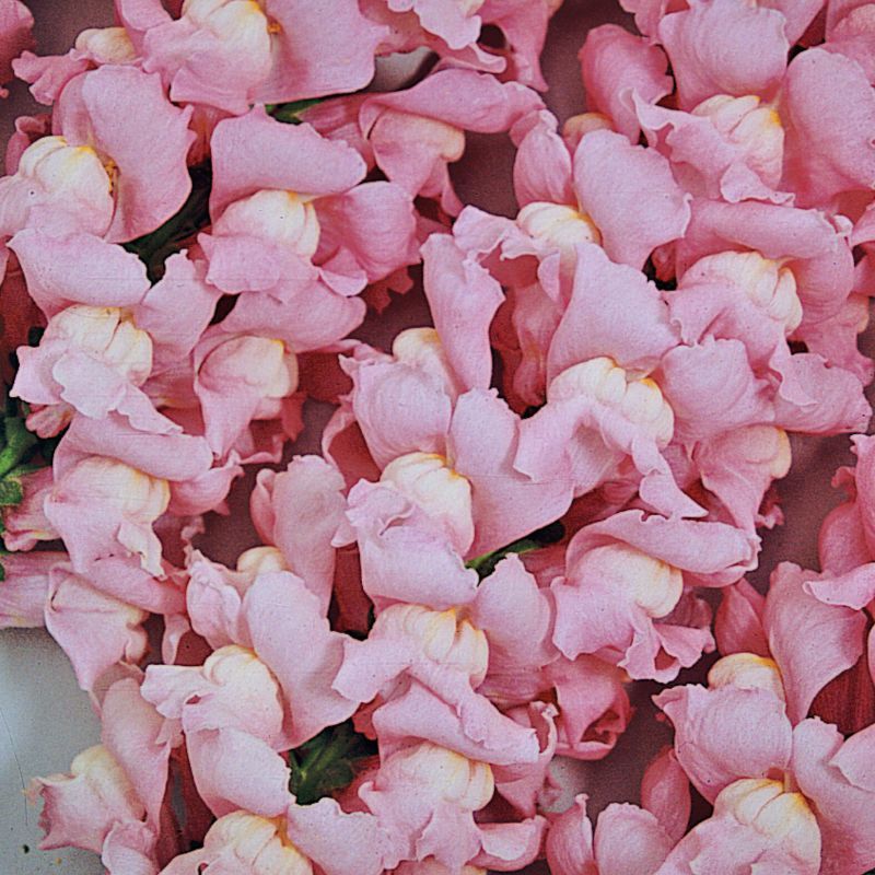 Snapdragon Maryland True Pink