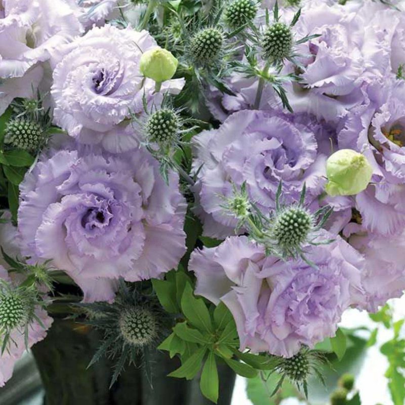 Lisianthus Corelli Sugoi 1 Lavender Ice