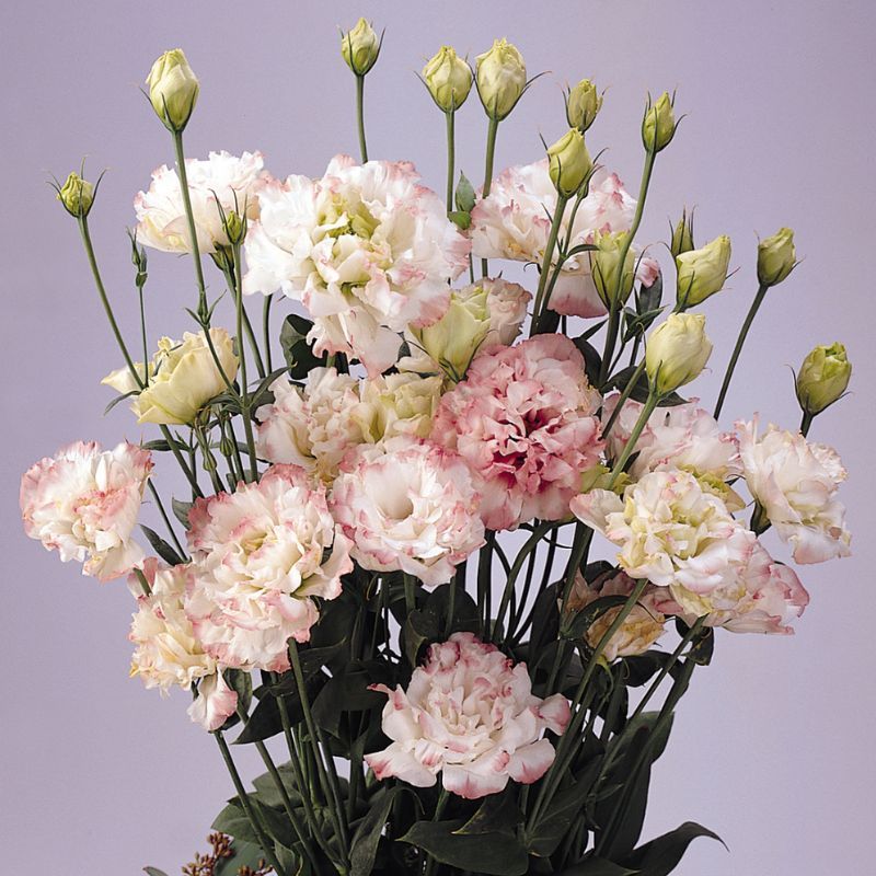 Lisianthus ABC 1 Rose Rim