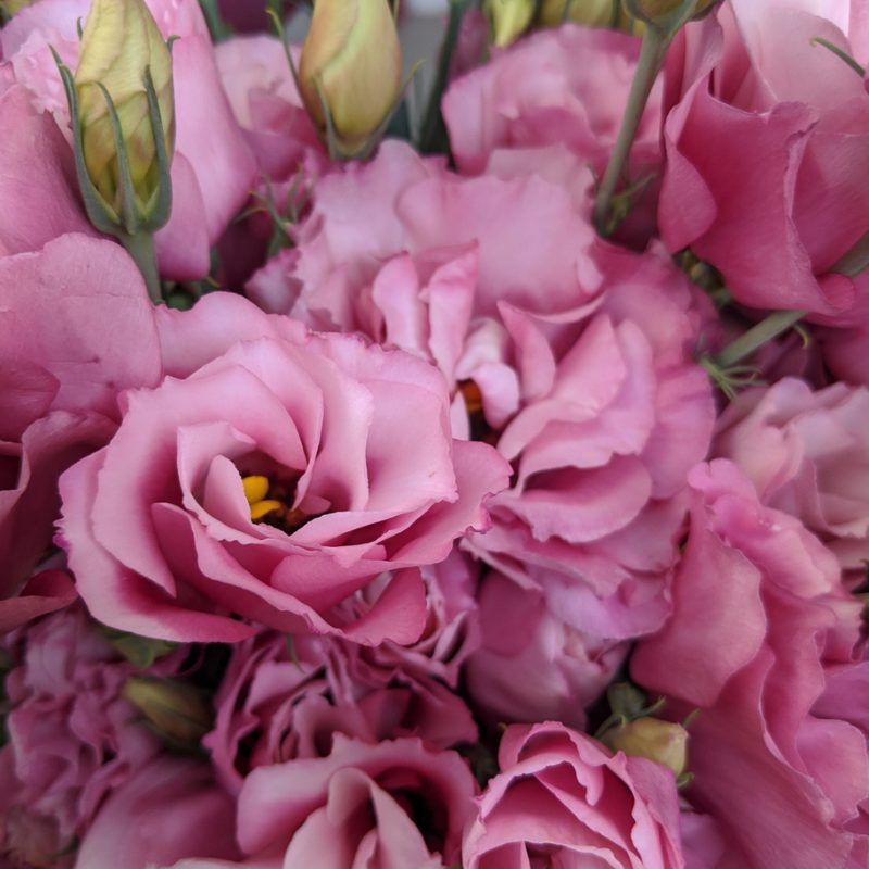 Lisianthus Advantage Cherry Sorbet 36