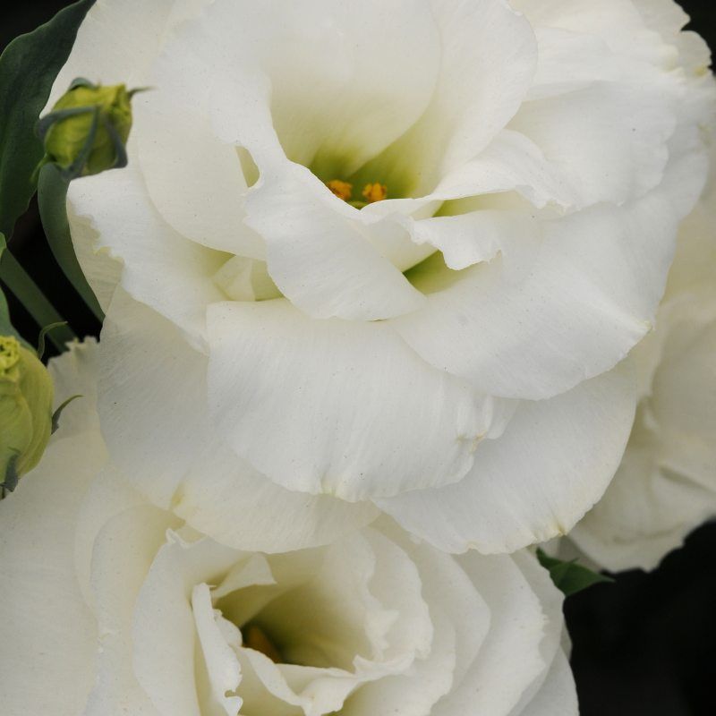 Lisianthus ABC 1 White