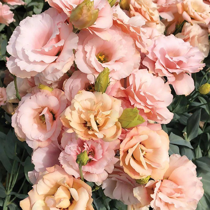 Lisianthus Arena 3 Apricot 36