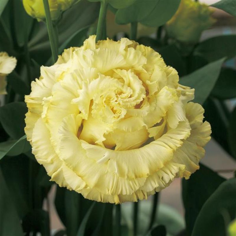 Lisianthus Corelli Sugoi 3 Yellow