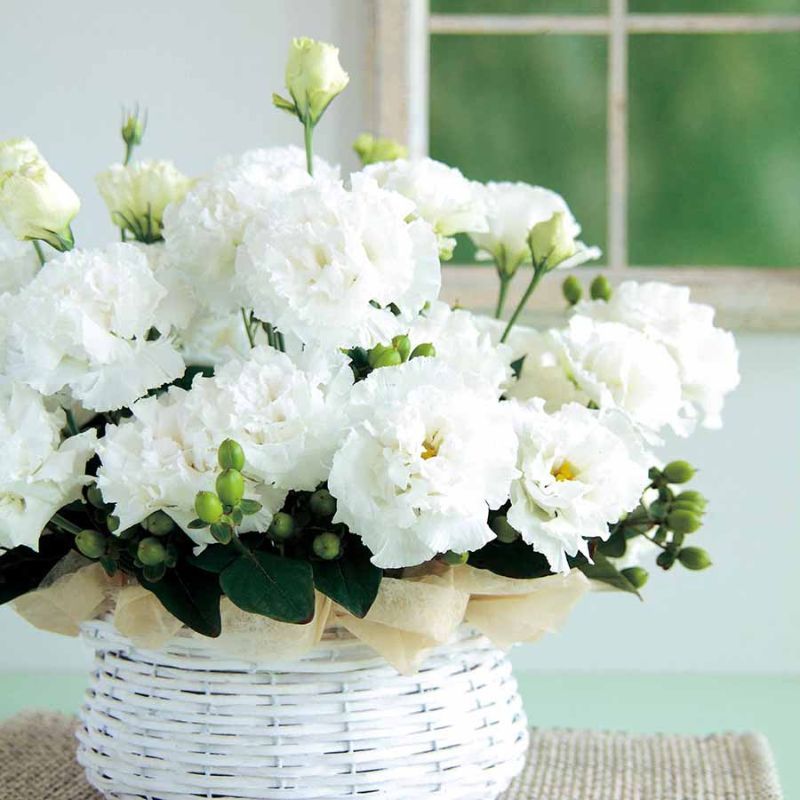 Lisianthus Voyage 2 Pure White
