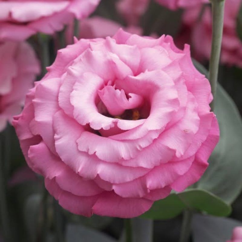 Lisianthus Jolly 3 Pink 36