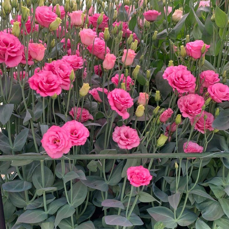 Lisianthus Jolly 3 Pink