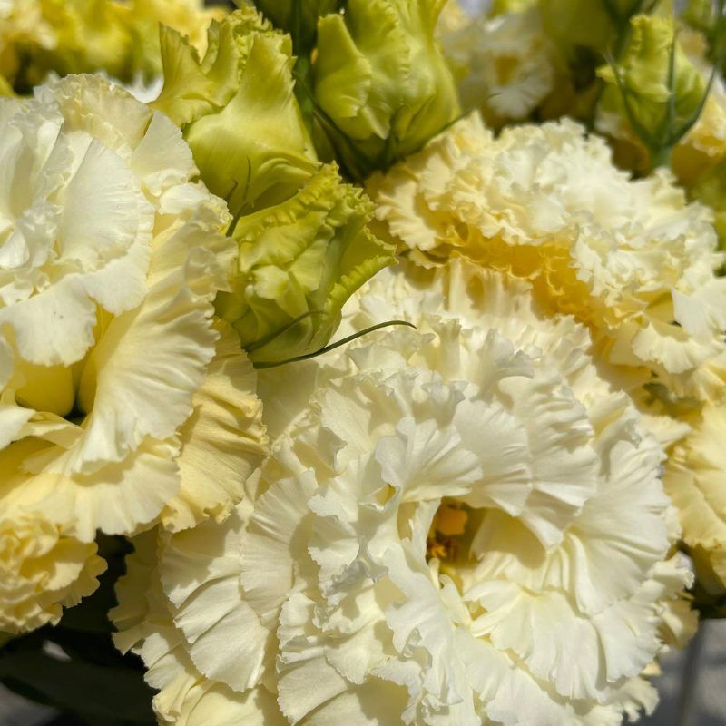Lisianthus Corelli Sugoi 3 Yellow