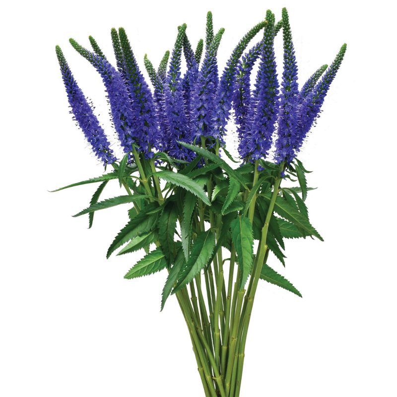 Veronica Skyler™ Blue - 4