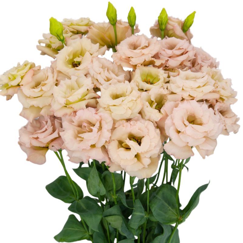 Lisianthus Celeb 1 Neo Beige
