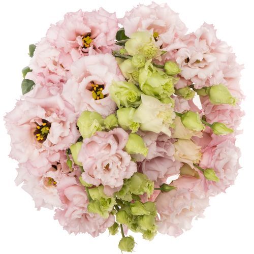 Lisianthus Celeb 2 Queen