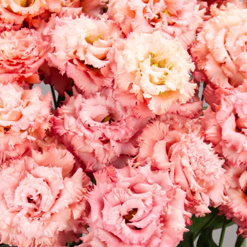 Lisianthus Celeb 2 Salmon Pink